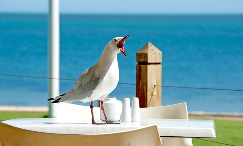 Обои чайка, seagull разрешение 3872x2592 Загрузить