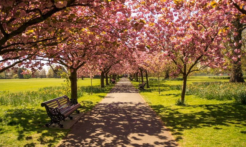 Обои цветение, парк, тень, весна, скамейка, солнечный свет, flowering, park, shadow, spring, bench, sunlight разрешение 6000x4000 Загрузить