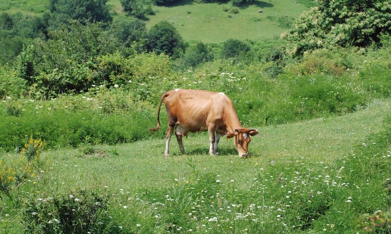 Обои цветы, трава, луг, пастбище, корова, flowers, grass, meadow, pasture, cow разрешение 3872x2178 Загрузить