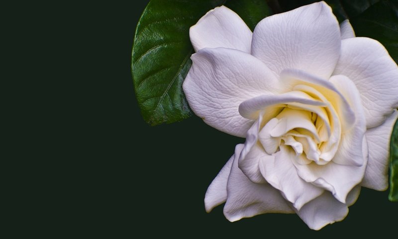 Обои белая, камелия, white, camellia разрешение 2880x1620 Загрузить