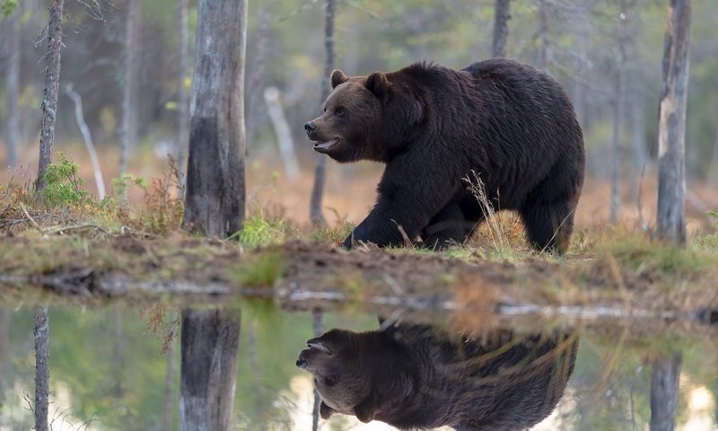 Обои берег, лес, отражение, медведь, водоем, прогулка, бурый, shore, forest, reflection, bear, pond, walk, brown разрешение 5568x3712 Загрузить