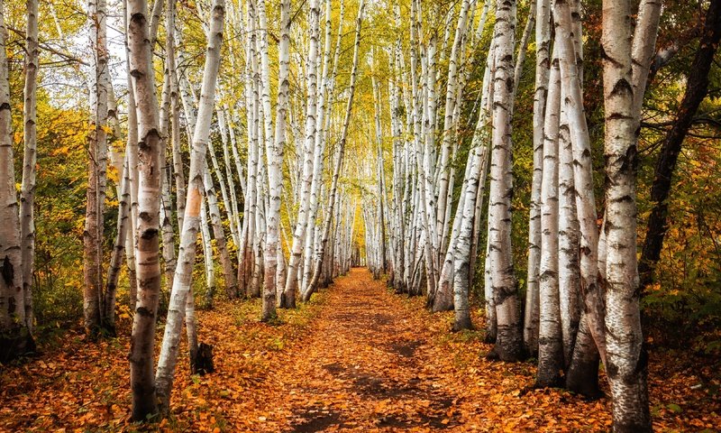 Обои деревья, дорожка, стволы, березы, осень, роща, trees, track, trunks, birch, autumn, grove разрешение 3840x2160 Загрузить