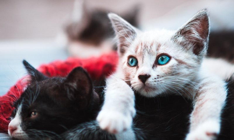 Обои черный, белый, котята, лежат, black, white, kittens, lie разрешение 2400x1771 Загрузить