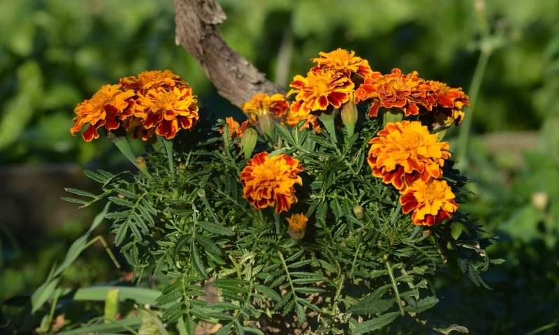 Обои цветы, бархатцы, flowers, marigolds разрешение 4911x3274 Загрузить