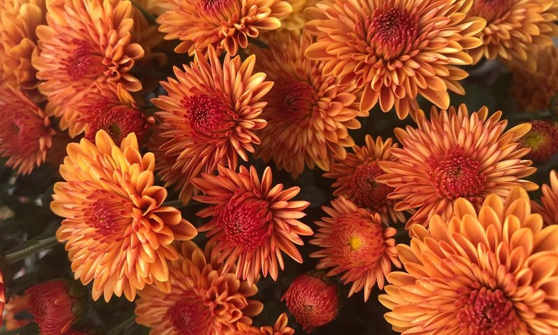 Обои цветы, букет, куст, много, оранжевые, хризантемы, flowers, bouquet, bush, a lot, orange, chrysanthemum разрешение 2880x2160 Загрузить