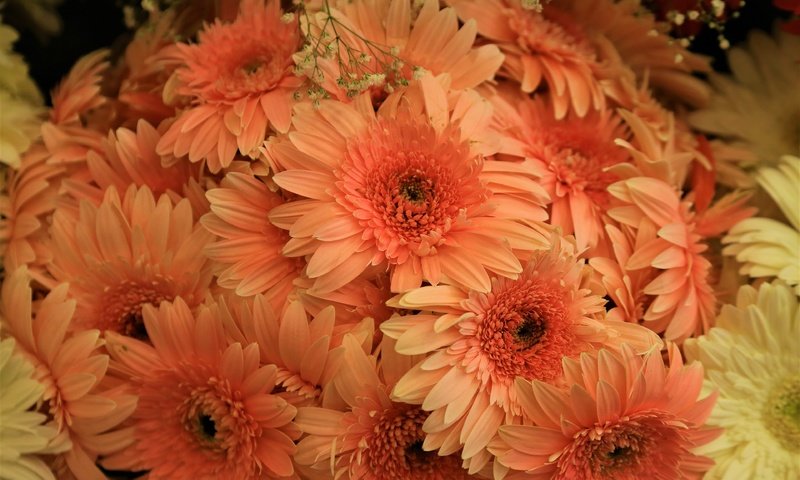 Обои цветы, букет, много, оранжевые, герберы, хризантемы, flowers, bouquet, a lot, orange, gerbera, chrysanthemum разрешение 3840x2560 Загрузить