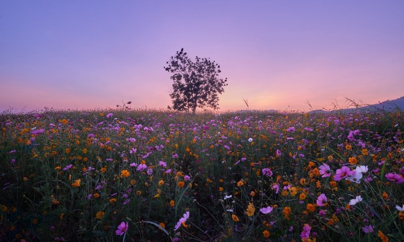 Обои цветы, дерево, луг, тайланд, космея, flowers, tree, meadow, thailand, kosmeya разрешение 2048x1365 Загрузить