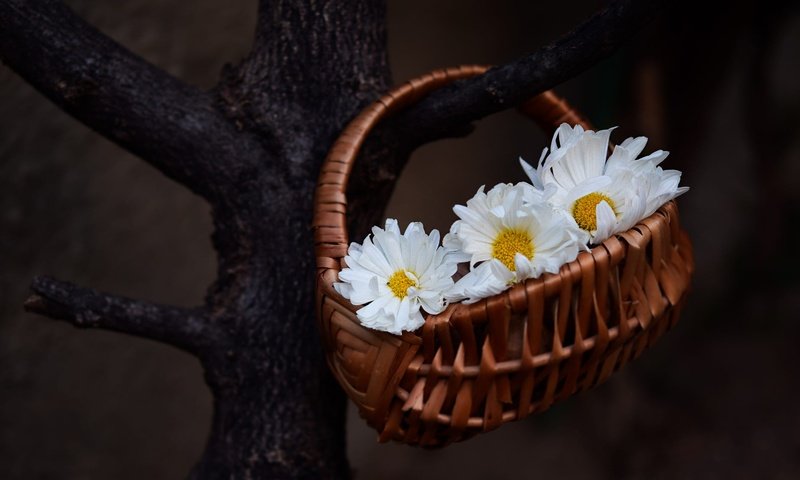 Обои цветы, дерево, темный фон, ромашки, белые, корзинка, flowers, tree, the dark background, chamomile, white, basket разрешение 2000x1125 Загрузить