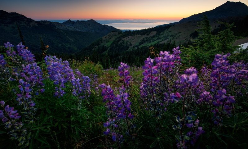 Обои цветы, горы, лес, лето, луг, даль, люпины, flowers, mountains, forest, summer, meadow, dal, lupins разрешение 2048x1365 Загрузить