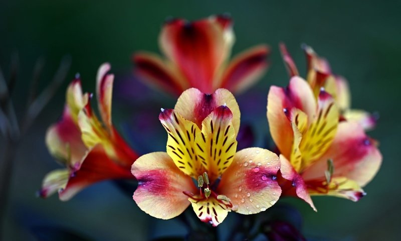 Обои цветы, капли, яркие, боке, альстромерия, flowers, drops, bright, bokeh, alstroemeria разрешение 2000x1198 Загрузить