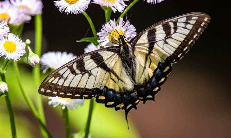 Обои цветы, природа, макро, насекомое, бабочка, темный фон, боке, махаон, flowers, nature, macro, insect, butterfly, the dark background, bokeh, swallowtail разрешение 3500x2333 Загрузить