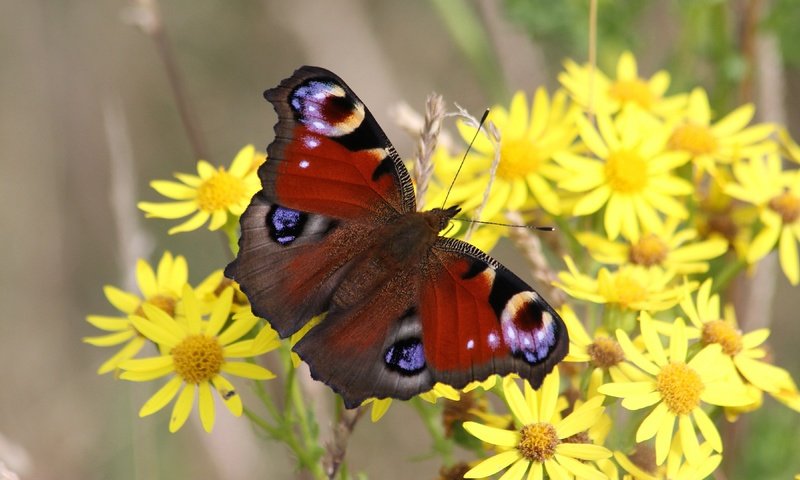 Обои цветы, природа, макро, насекомое, бабочка, желтые, боке, flowers, nature, macro, insect, butterfly, yellow, bokeh разрешение 3840x2160 Загрузить