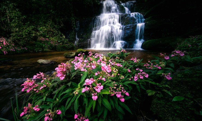 Обои цветы, река, водопад, тайланд, каскад, flowers, river, waterfall, thailand, cascade разрешение 4500x3000 Загрузить