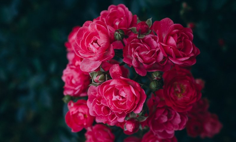Обои цветы, розы, красные, темный фон, розовые, боке, розовый куст, flowers, roses, red, the dark background, pink, bokeh, rose bush разрешение 3840x2160 Загрузить