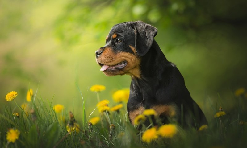 Обои цветы, собака, щенок, одуванчики, боке, ротвейлер, flowers, dog, puppy, dandelions, bokeh, rottweiler разрешение 2048x1365 Загрузить