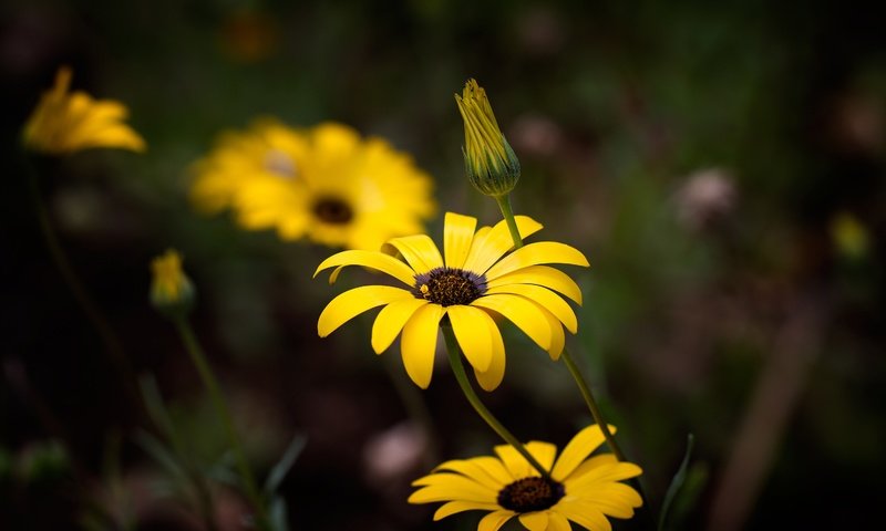 Обои цветы, темный фон, желтые, остеоспермум, flowers, the dark background, yellow, osteospermum разрешение 3000x2000 Загрузить