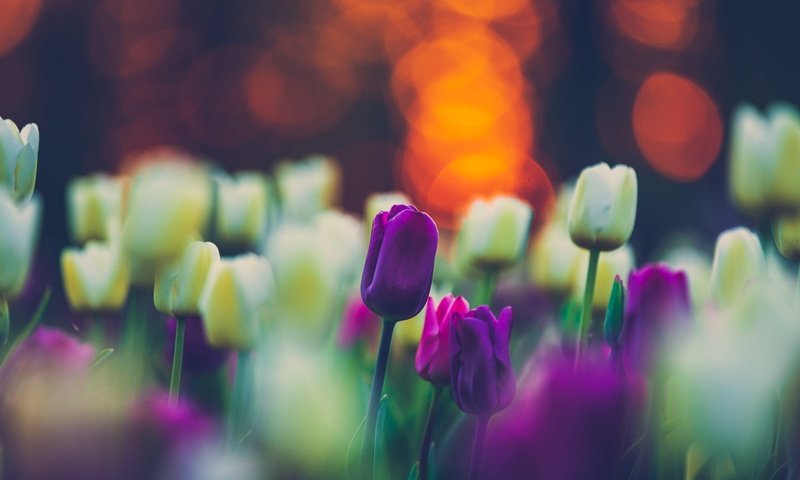 Обои цветы, весна, тюльпаны, клумба, flowers, spring, tulips, flowerbed разрешение 2000x1333 Загрузить