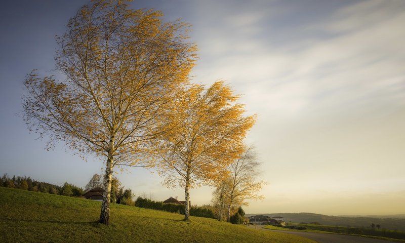 Обои деревья, березы, осень, trees, birch, autumn разрешение 3051x1704 Загрузить