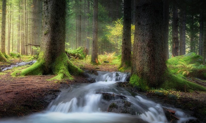 Обои деревья, лес, ручей, мох, trees, forest, stream, moss разрешение 2500x1563 Загрузить