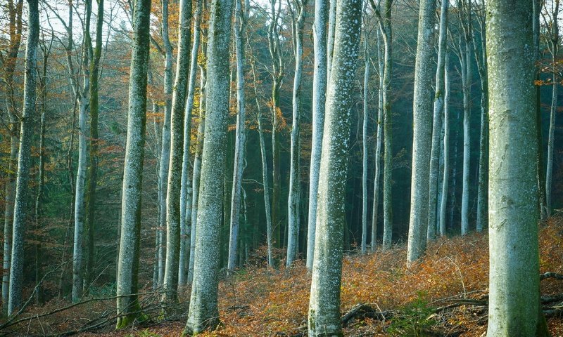 Обои деревья, лес, стволы, trees, forest, trunks разрешение 3840x2160 Загрузить