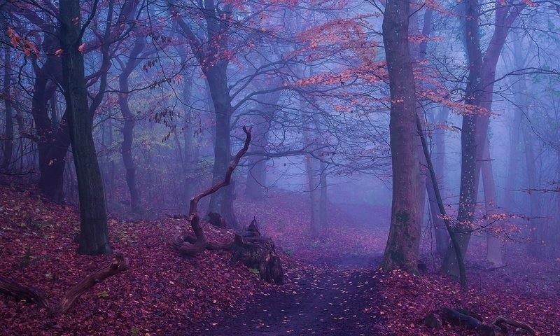 Обои деревья, лес, туман, осень, тропинка, trees, forest, fog, autumn, path разрешение 2500x1300 Загрузить