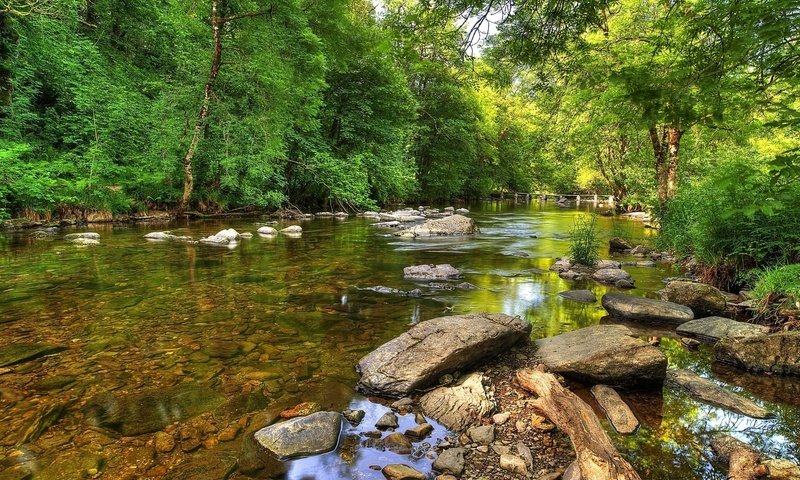 Обои деревья, река, природа, лес, trees, river, nature, forest разрешение 1920x1080 Загрузить