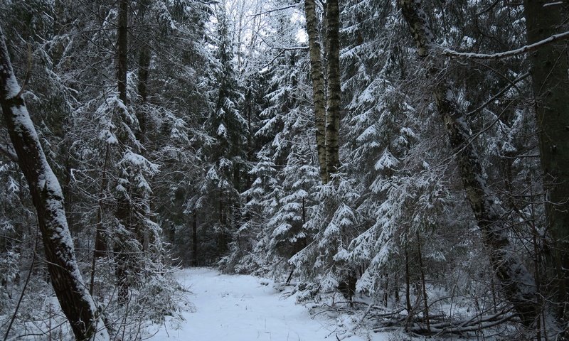 Обои деревья, снег, природа, лес, зима, тропа, trees, snow, nature, forest, winter, trail разрешение 5472x3648 Загрузить