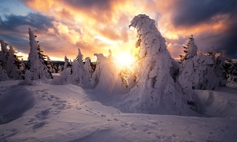 Обои деревья, следы, солнце, ели, снег, природа, тучи, зима, лучи, пейзаж, trees, traces, the sun, ate, snow, nature, clouds, winter, rays, landscape разрешение 2750x1833 Загрузить