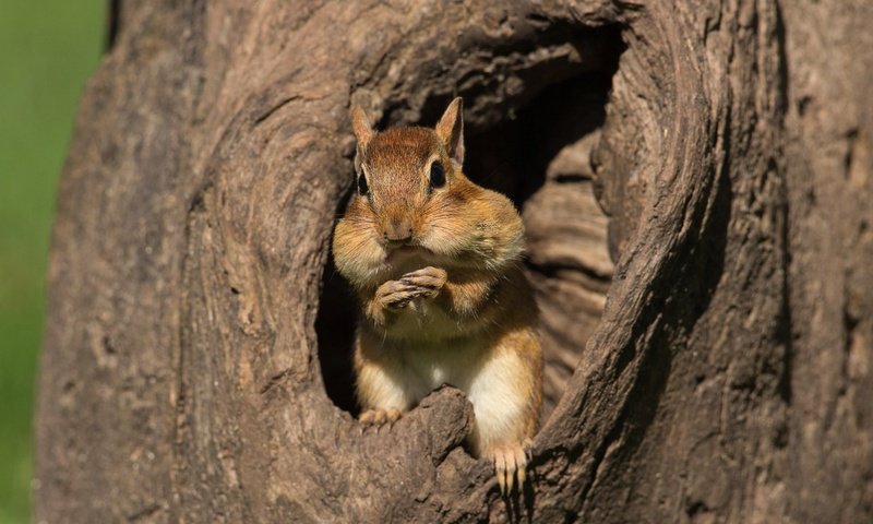 Обои дерево, мордашка, ствол, кора, бурундук, дупло, трапеза, tree, face, trunk, bark, chipmunk, the hollow, meal разрешение 3072x2104 Загрузить