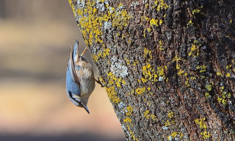 Обои дерево, птица, весна, поползень-крошка, tree, bird, spring, nuthatch-baby разрешение 2339x1563 Загрузить