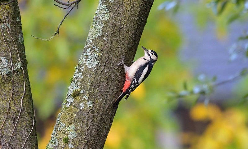 Обои дерево, ветки, птица, дятел, tree, branches, bird, woodpecker разрешение 2000x1330 Загрузить