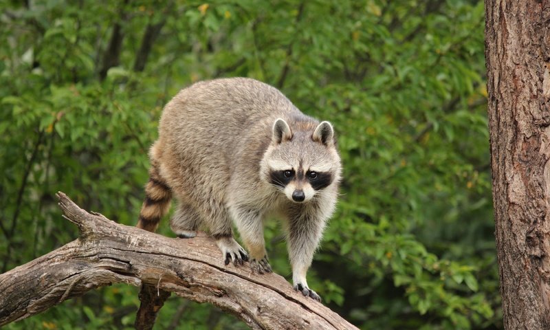 Обои дерево, взгляд, енот, tree, look, raccoon разрешение 3840x2560 Загрузить