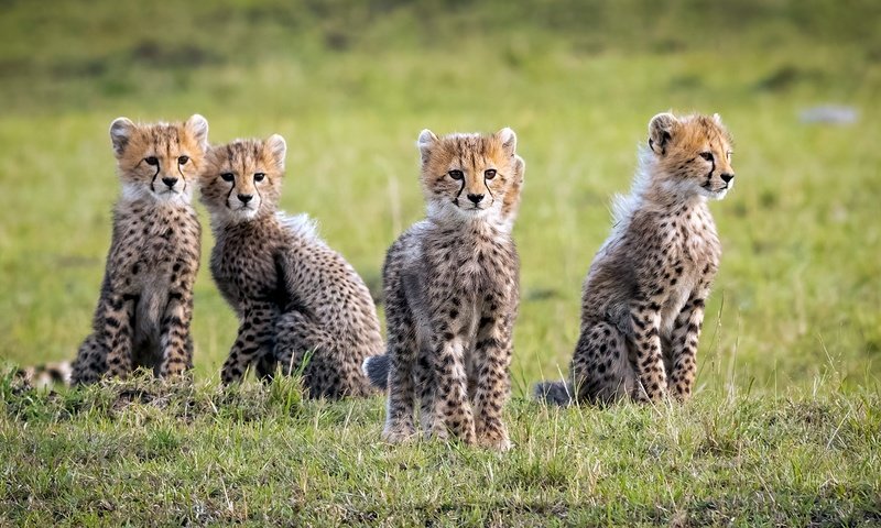 Обои дикие кошки, гепарды, детеныши, wild cats, cheetahs, cubs разрешение 1931x1154 Загрузить