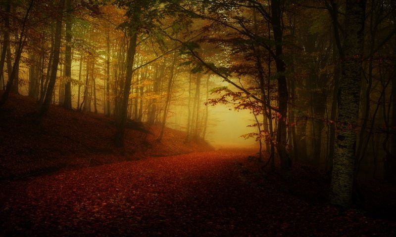 Обои дорога, лес, туман, осень, листопад, аллея, полумрак, road, forest, fog, autumn, falling leaves, alley, twilight разрешение 3840x2160 Загрузить