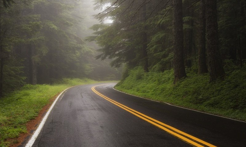 Обои дорога, лес, туман, road, forest, fog разрешение 3840x2160 Загрузить