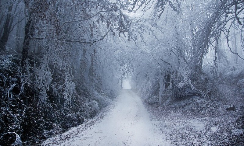 Обои дорога, снег, природа, лес, зима, туман, road, snow, nature, forest, winter, fog разрешение 1920x1200 Загрузить