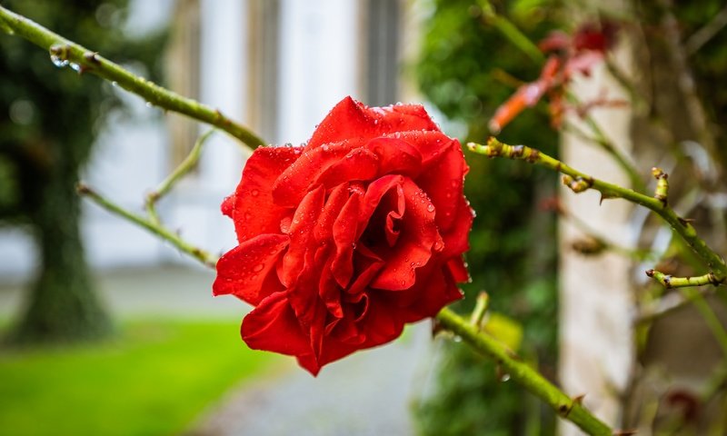 Обои фон, цветок, ветки, капли, роза, красная, боке, background, flower, branches, drops, rose, red, bokeh разрешение 3840x2555 Загрузить