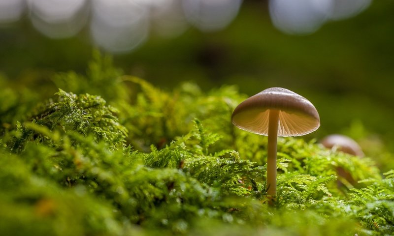 Обои гриб, мох, боке, mushroom, moss, bokeh разрешение 2048x1365 Загрузить