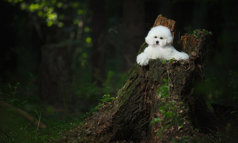 Обои лес, пень, собачка, бишон фризе, forest, stump, dog, bichon frise разрешение 2000x1333 Загрузить