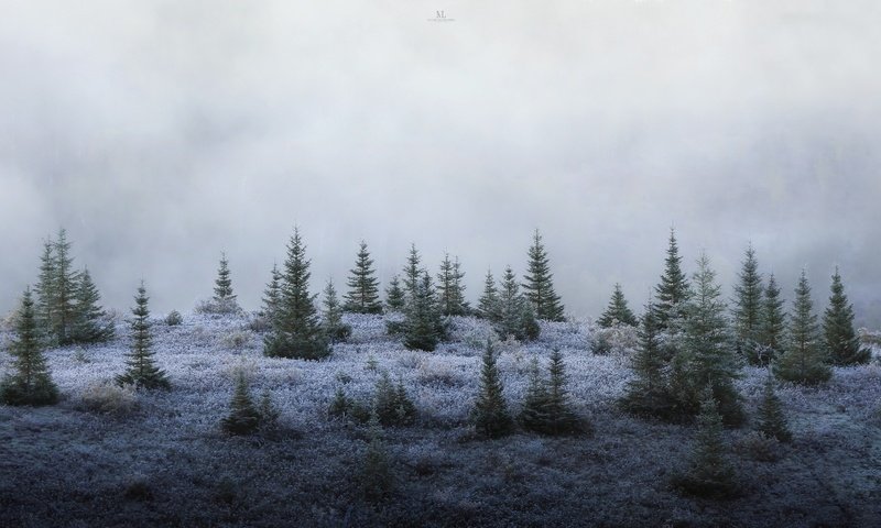 Обои лес, туман, елки, forest, fog, tree разрешение 3072x1728 Загрузить