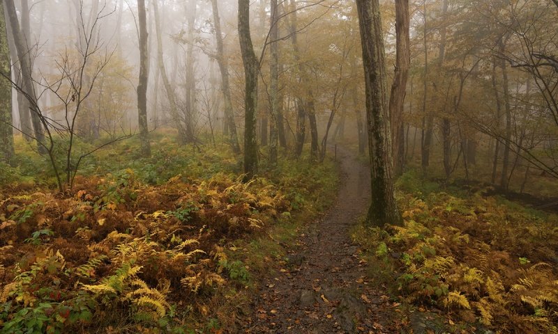 Обои деревья, лес, туман, осень, тропинка, папоротник, trees, forest, fog, autumn, path, fern разрешение 3840x2160 Загрузить