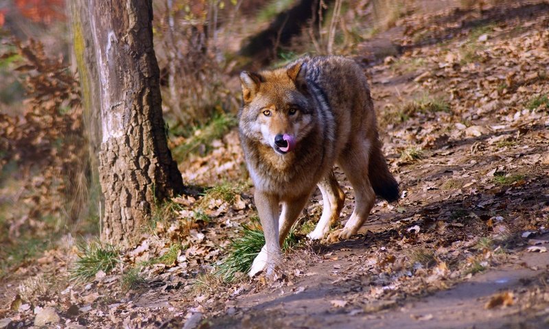 Обои лес, взгляд, прогулка, волк, forest, look, walk, wolf разрешение 3008x1881 Загрузить