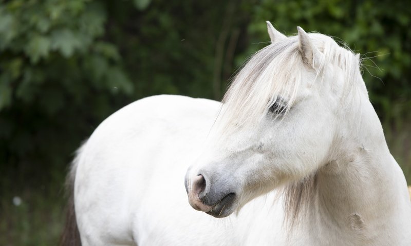 Обои лошадь, взгляд, конь, белая, horse, look, white разрешение 6000x4000 Загрузить