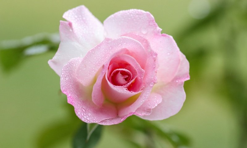 Обои макро, капли, роза, лепестки, бутон, розовая, macro, drops, rose, petals, bud, pink разрешение 4500x3000 Загрузить