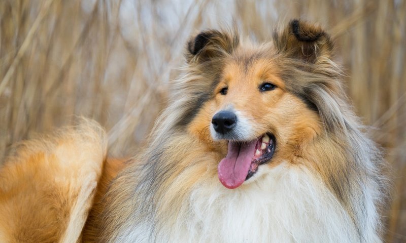 Обои морда, фон, собака, колли, face, background, dog, collie разрешение 5608x3739 Загрузить