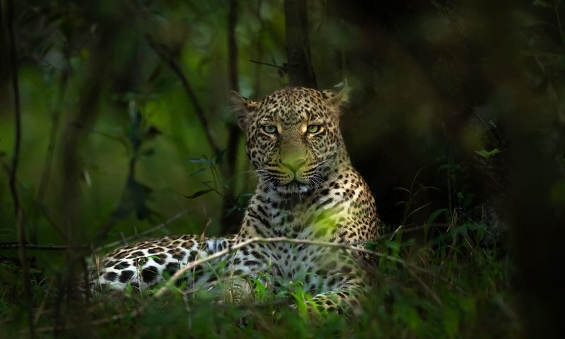 Обои морда, лес, ветки, взгляд, леопард, боке, face, forest, branches, look, leopard, bokeh разрешение 2000x1334 Загрузить