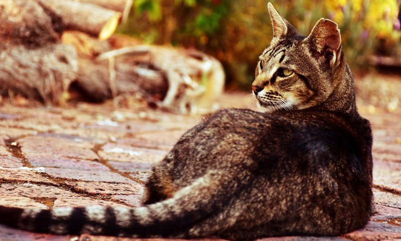 Обои морда, поза, кот, кошка, взгляд, спина, хвост, бревна, боке, bokeh, face, pose, cat, look, back, tail, logs разрешение 3840x2160 Загрузить