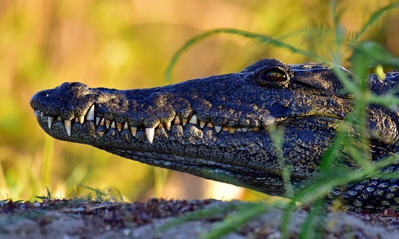 Обои морда, профиль, крокодил, face, profile, crocodile разрешение 2880x1923 Загрузить