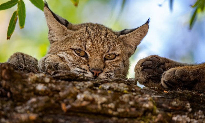 Обои морда, рысь, лапы, взгляд, дикая кошка, face, lynx, paws, look, wild cat разрешение 2048x1365 Загрузить