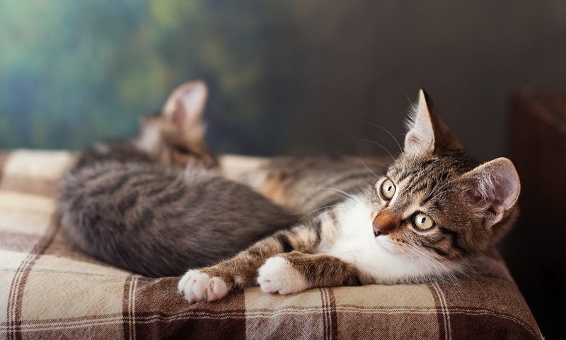Обои мордочка, взгляд, котенок, кошки, кровать, котята, лежат, muzzle, look, kitty, cats, bed, kittens, lie разрешение 2000x1333 Загрузить